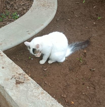 boka licking